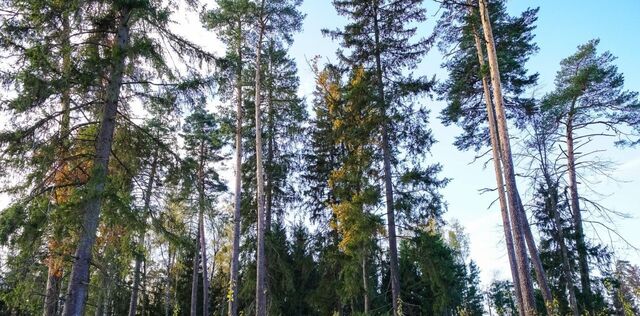 снт Липка садоводческий кооператив, Аникеевка, с. Николо-Урюпино фото