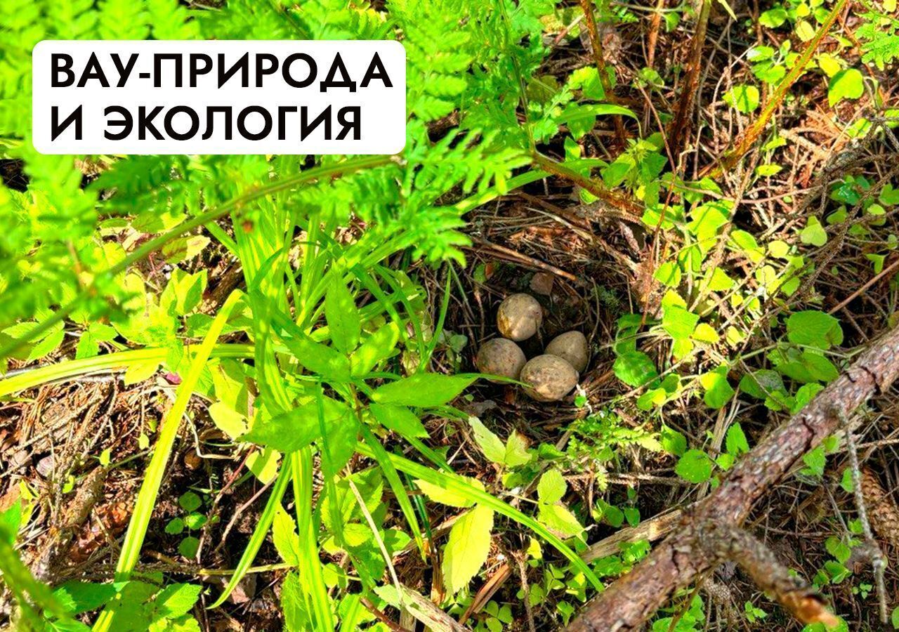 земля г Клин 54 км, эко-посёлок Ели эстейт, Новопетровское, Ленинградское шоссе фото 31