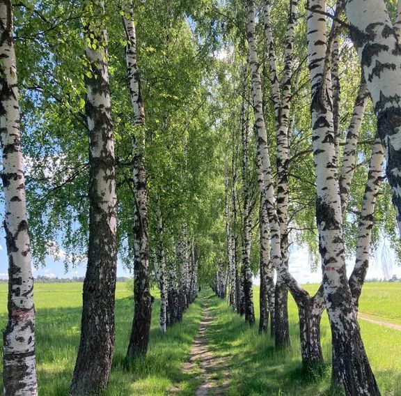 дом г Пушкино Звягино ул. Кирова, 12Б фото 21