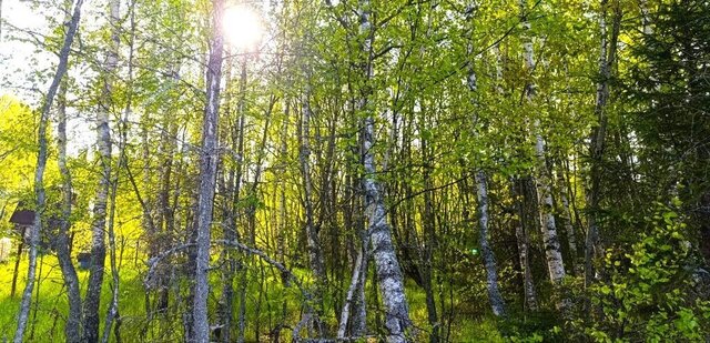 с Лесково снт Лесково 35 фото