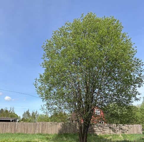 Красносельское с пос фото