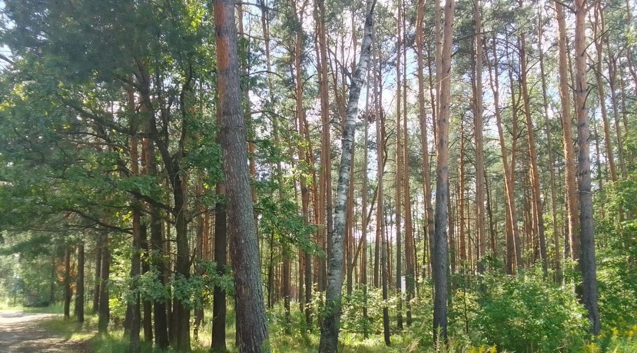 офис г Владимир р-н Октябрьский Ладога тер., ул. Сосновая, 18 фото 3