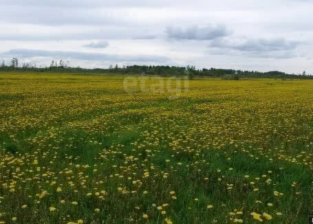 земля г Лысьва ул Халтурина фото 2