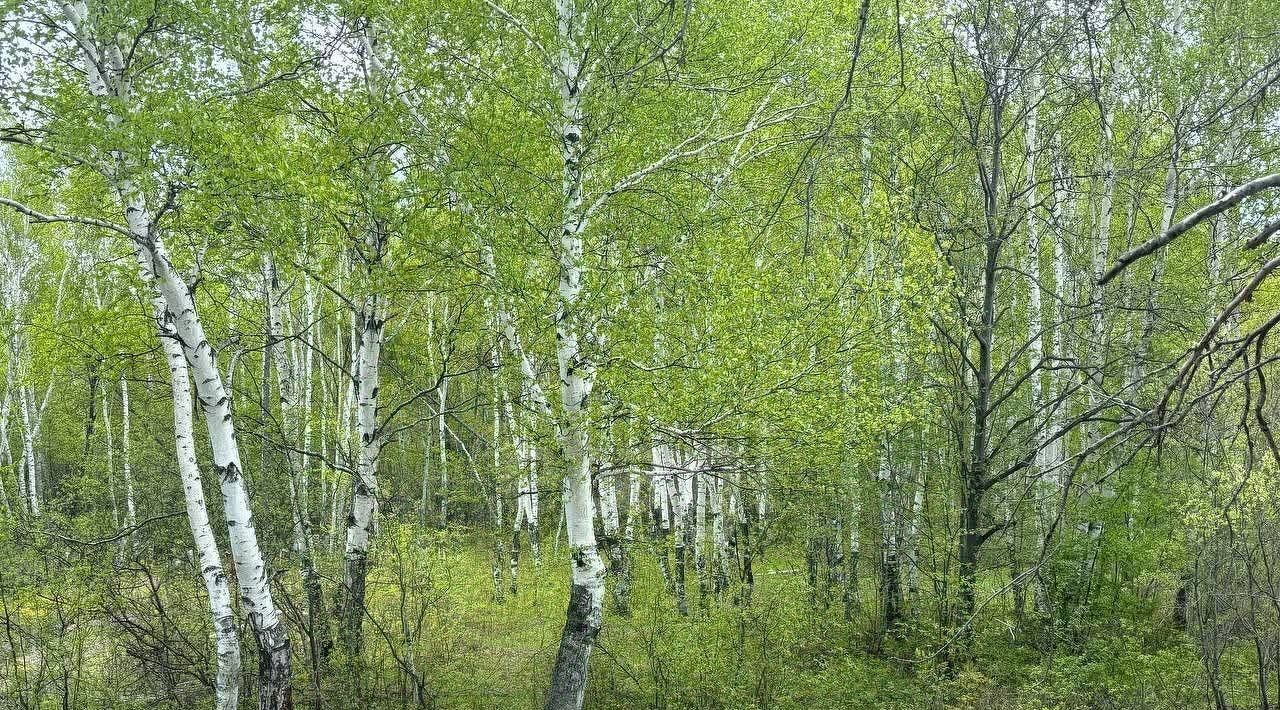 земля г Комсомольск-на-Амуре Центральный округ пр-кт Ленина фото 3