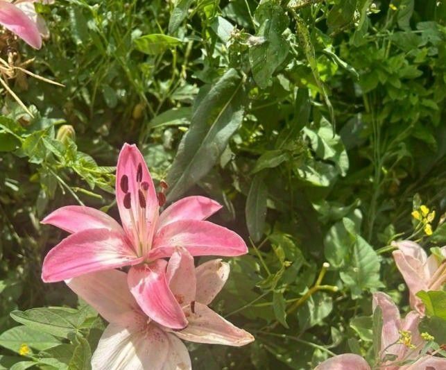 дом р-н Зеленодольский г Зеленодольск ул Новая фото 23