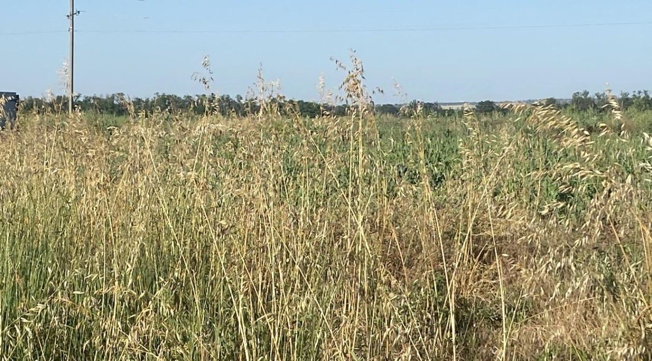 земля р-н Анапский г Анапа с Витязево ул Липовая фото 3
