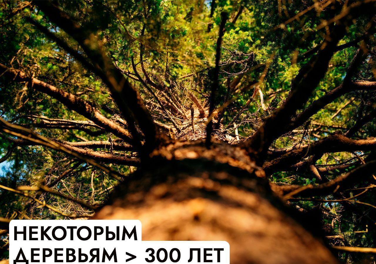 земля г Клин 54 км, эко-посёлок Ели эстейт, Новопетровское, Ленинградское шоссе фото 10