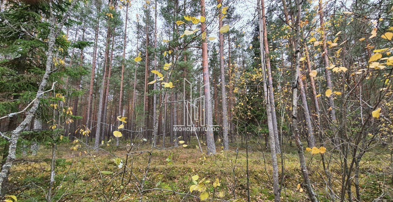 дом г Сосновый Бор снт Балтика Сосновоборский г. о., Южная ул фото 19