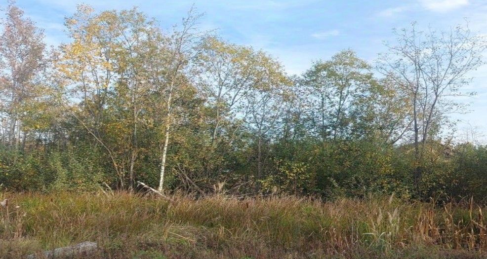 земля г Лосино-Петровский д Митянино ул Восточная фото 1