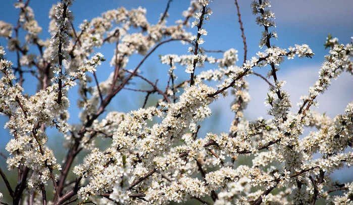земля г Ульяновск р-н Ленинский сад снт Вишневый Сад, 5-я линия фото 1