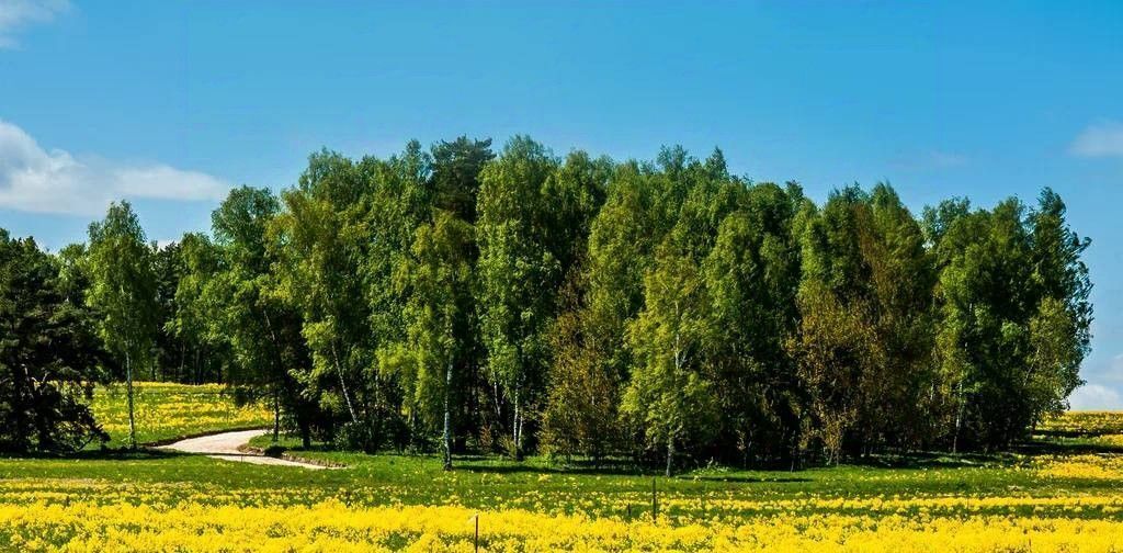 земля г Ступино ул Березовая Шелково Форест кп фото 5