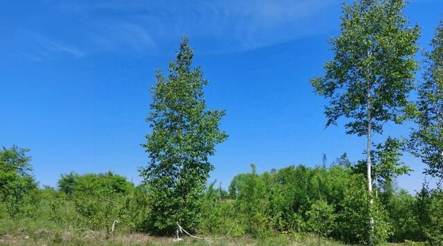 земля пер Лесной Корфовское городское поселение фото земля пер Лесной Корфовское городское поселение фото