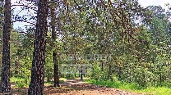 земля снт терНаука-120 фото земля снт терНаука-120 фото