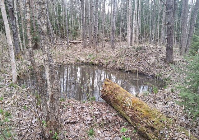 р-н Новгородский ст тер массив Кунинские дачиКунинские дачи Савинское сельское поселение, Великий Новгород фото р-н Новгородский ст тер массив Кунинские дачиКунинские дачи Савинское сельское поселение, Великий Новгород фото