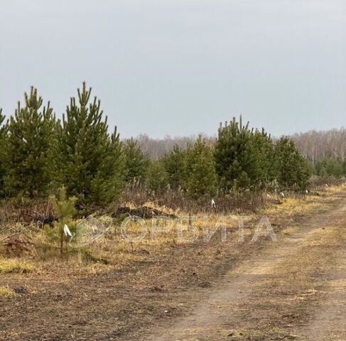 р-н Тюменский с Горьковка ул Сибирская фото р-н Тюменский с Горьковка ул Сибирская фото