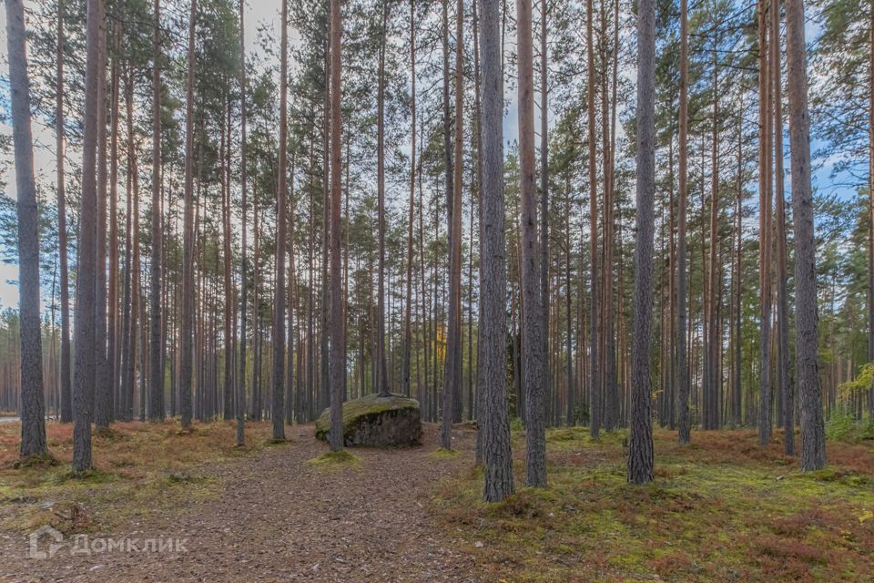 земля р-н Приозерский фото 4