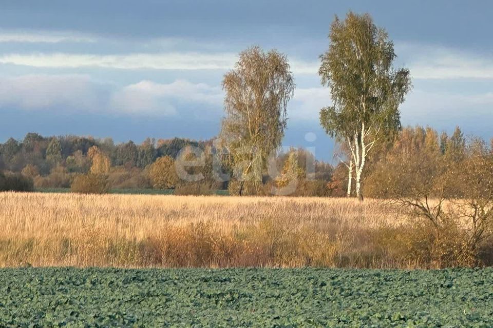 земля г Калининград фото 5