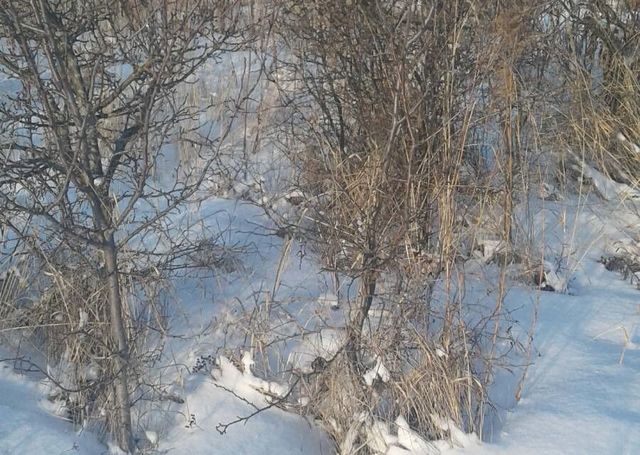 городской округ Пенза, садовое некоммерческое товарищество Заря фото