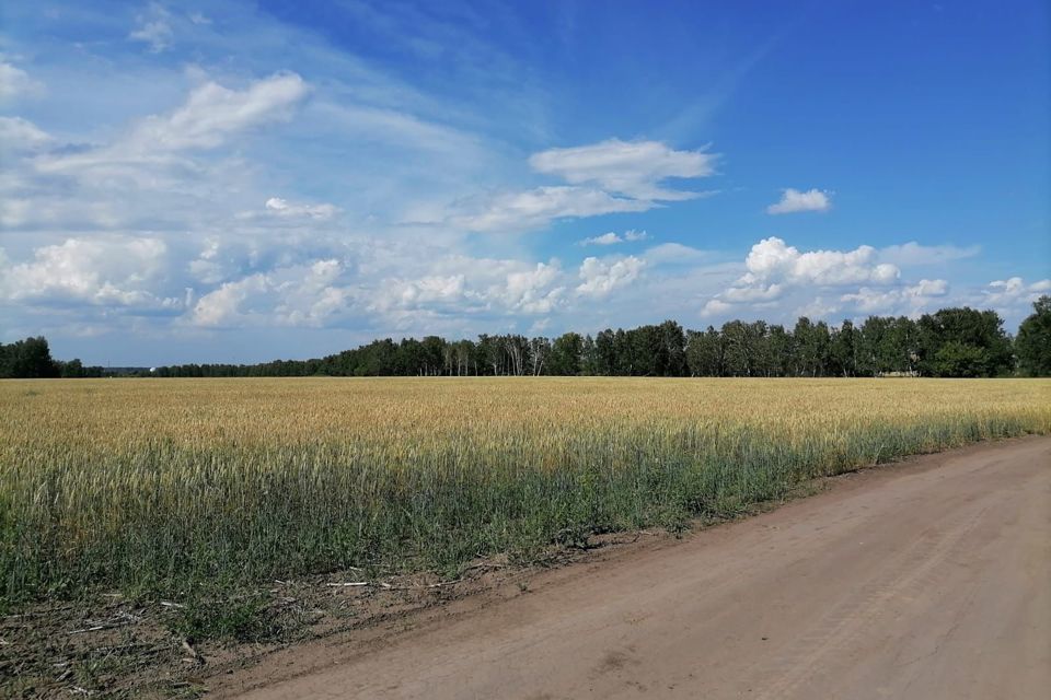 земля р-н Новосибирский село Боровое фото 1