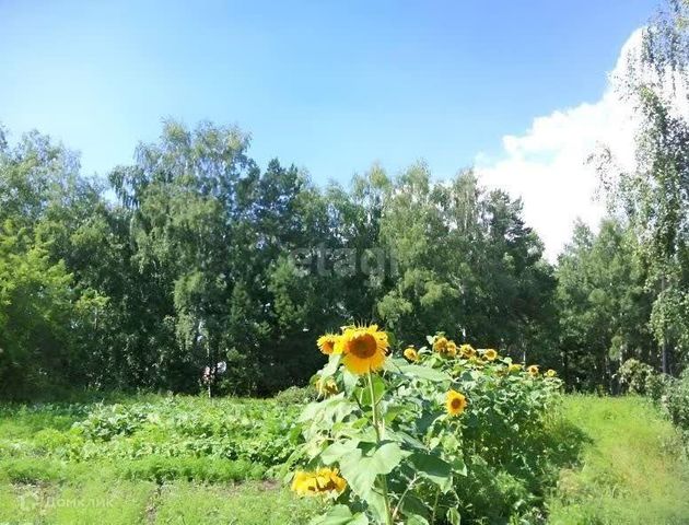 земля снт Вега-3 городской округ Бердск, 1043 фото