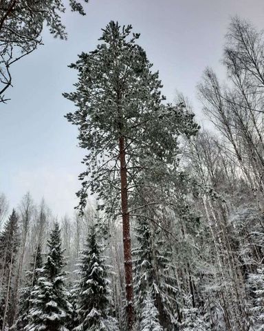 д Залосемье Себеж фото